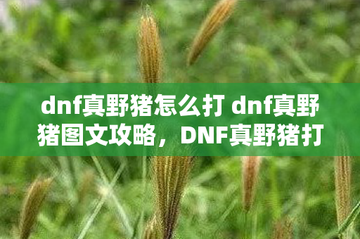 dnf真野猪怎么打 dnf真野猪图文攻略,DNF真野猪打法详解,挑战与策略并存 dnf真野猪怎么打 dnf真野猪图文攻略,DNF真野猪打法详解,挑战与策略并存