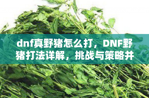 dnf真野猪怎么打,DNF野猪打法详解,挑战与策略并存 dnf真野猪怎么打,DNF野猪打法详解,挑战与策略并存