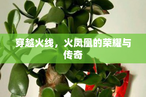 穿越火线,火凤凰的荣耀与传奇 穿越火线,火凤凰的荣耀与传奇