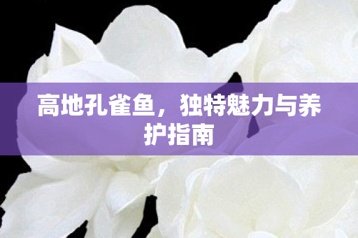 高地孔雀鱼,独特魅力与养护指南 高地孔雀鱼,独特魅力与养护指南