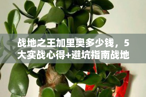 战地之王加里奥多少钱，5大实战心得+避坑指南战地之王加里奥，从菜鸟到王者的蜕变之路