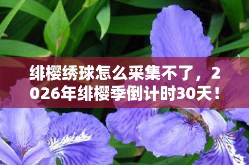 绯樱绣球怎么采集不了,2026年绯樱季倒计时30天!99%玩家不知道的绣球隐藏采集点曝光 绯樱绣球怎么采集不了,2026年绯樱季倒计时30天!99%玩家不知道的绣球隐藏采集点曝光