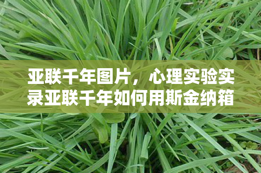 亚联千年图片,心理实验实录亚联千年如何用斯金纳箱陷阱让玩家沉迷?细思极恐的神经操控术 亚联千年图片,心理实验实录亚联千年如何用斯金纳箱陷阱让玩家沉迷?细思极恐的神经操控术