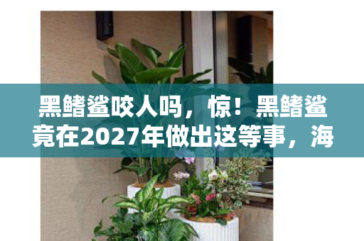 黑鳍鲨咬人吗,惊!黑鳍鲨竟在2027年做出这等事,海洋秘密即将揭晓? 黑鳍鲨咬人吗,惊!黑鳍鲨竟在2027年做出这等事,海洋秘密即将揭晓?