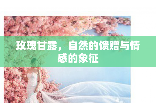 玫瑰甘露，自然的馈赠与情感的象征