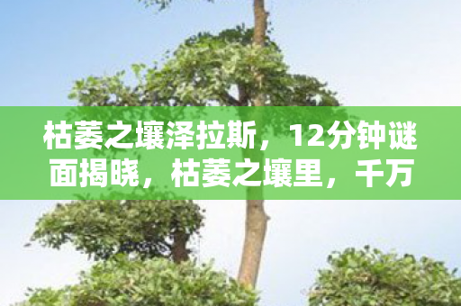 枯萎之壤泽拉斯，12分钟谜面揭晓，枯萎之壤里，千万玩家泪目见证的死亡时间线