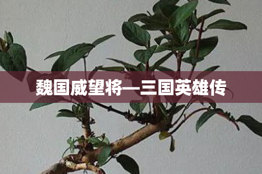 魏国威望将—三国英雄传 魏国威望将—三国英雄传