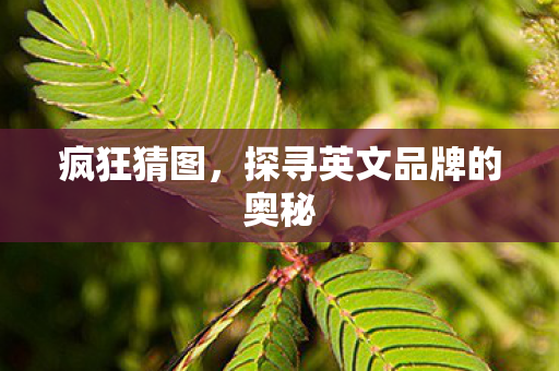 疯狂猜图，探寻英文品牌的奥秘