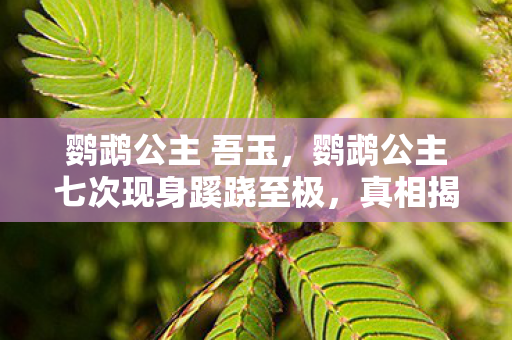 鹦鹉公主七次现身蹊跷至极图片