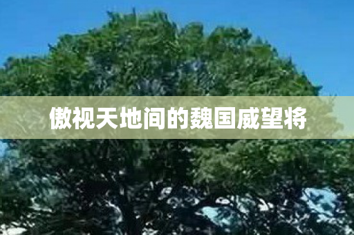 傲视天地间的魏国威望将