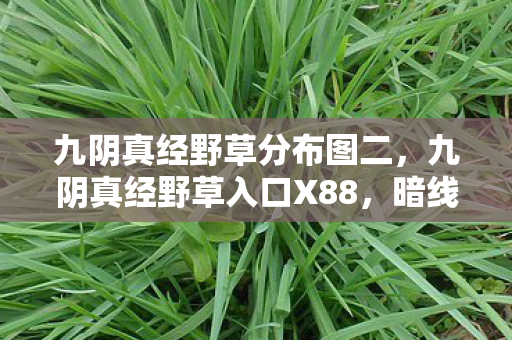 九阴真经野草入口X88图片