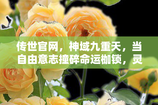 当自由意志撞碎命运枷锁图片