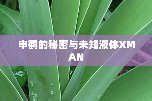申鹤的秘密与未知液体XMAN 申鹤的秘密与未知液体XMAN