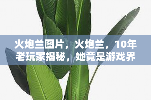 火炮兰图片，火炮兰，10年老玩家揭秘，她竟是游戏界最孤独的双面女王？