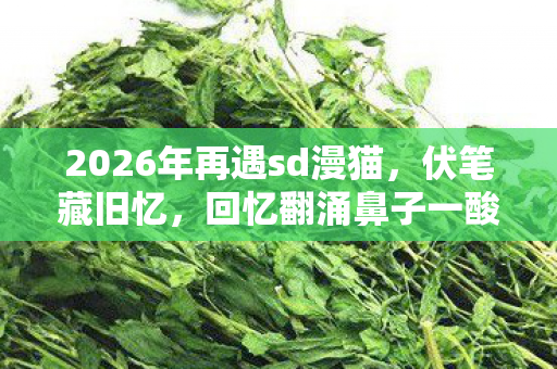 2026年再遇sd漫猫,伏笔藏旧忆,回忆翻涌鼻子一酸 2026年再遇sd漫猫,伏笔藏旧忆,回忆翻涌鼻子一酸