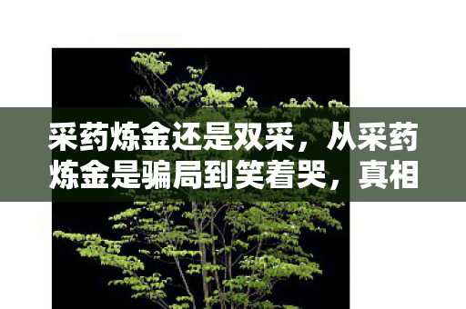 采药炼金还是双采，从采药炼金是骗局到笑着哭，真相揭晓后，落差里藏着谁的青春？