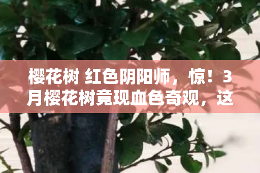 3月樱花树竟现血色奇观图片