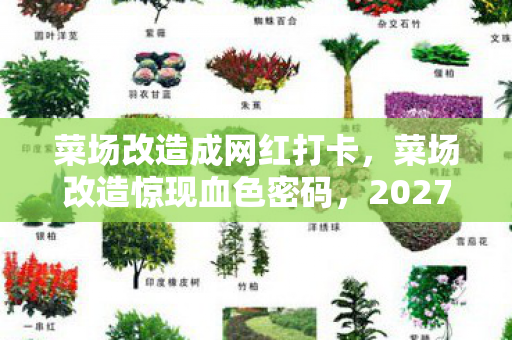 菜场改造惊现血色密码图片