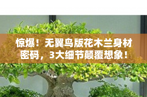 无翼鸟版花木兰身材密码图片