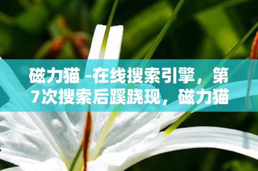 磁力猫背后真相让人后背发凉图片