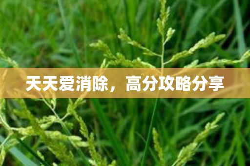 天天爱消除,高分攻略分享 天天爱消除,高分攻略分享