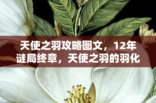 天使之羽的羽化与重生图片