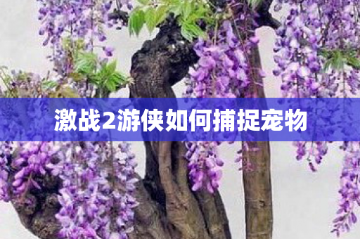 激战2游侠如何捕捉宠物 激战2游侠如何捕捉宠物