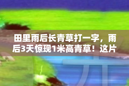 这片田地究竟藏着什么秘密图片