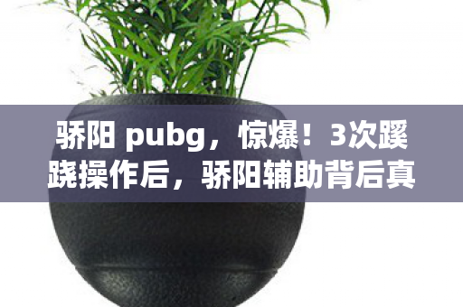骄阳辅助背后真相让人后背发凉图片