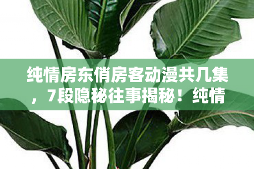 纯情房东俏房客背后藏着什么惊天秘密图片