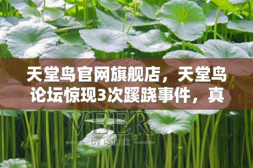 天堂鸟论坛惊现3次蹊跷事件图片