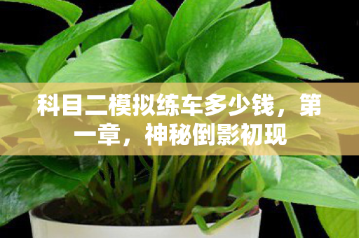 科目二模拟练车多少钱图片