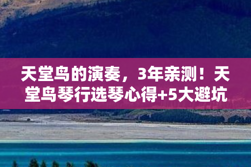 天堂鸟琴行选琴心得图片