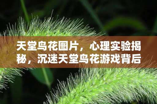 沉迷天堂鸟花游戏背后图片