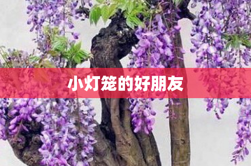 小灯笼的好朋友 小灯笼的好朋友
