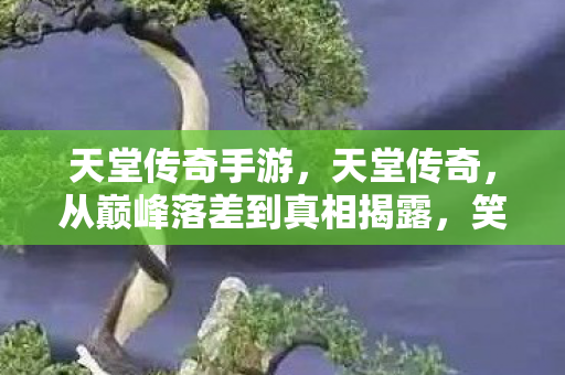 从巅峰落差到真相揭露图片