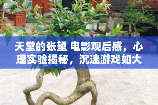 天堂的张望 电影观后感图片