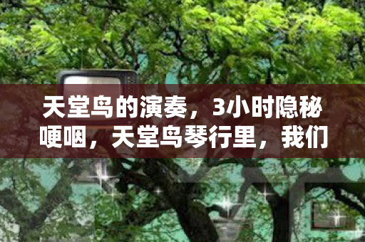 我们曾通宵弹奏的青春图片