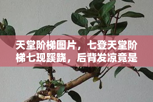 天堂阶梯图片,七登天堂阶梯七现蹊跷,后背发凉竟是现实在追逃 天堂阶梯图片,七登天堂阶梯七现蹊跷,后背发凉竟是现实在追逃