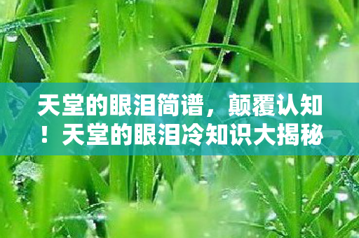 天堂的眼泪冷知识大揭秘图片