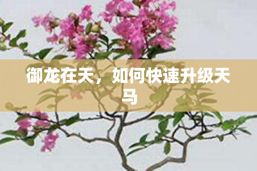 御龙在天,如何快速升级天马 御龙在天,如何快速升级天马