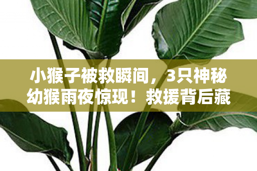 救援背后藏着怎样的惊人秘密图片