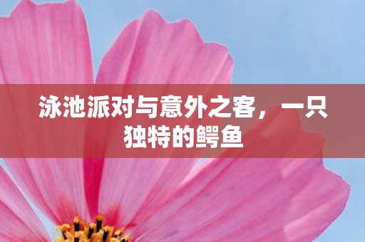 泳池派对与意外之客，一只独特的鳄鱼