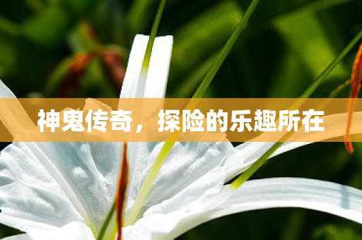 神鬼传奇,探险的乐趣所在 神鬼传奇,探险的乐趣所在