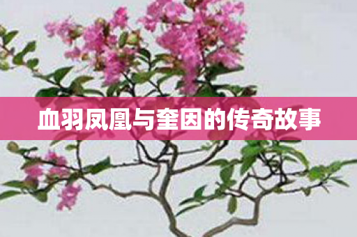 血羽凤凰与奎因的传奇故事 血羽凤凰与奎因的传奇故事