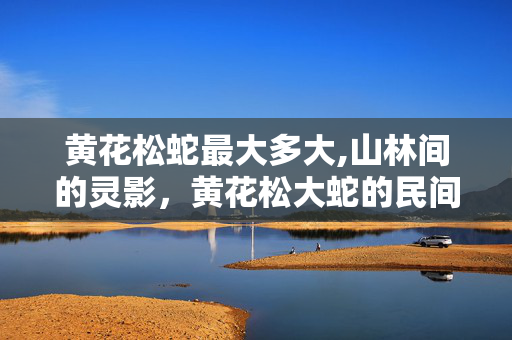 黄花松蛇最大多大,山林间的灵影,黄花松大蛇的民间传说 黄花松蛇最大多大,山林间的灵影,黄花松大蛇的民间传说