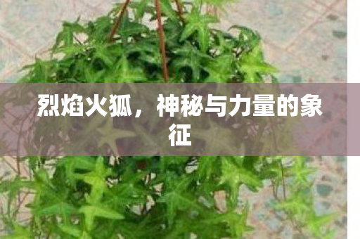 烈焰火狐,神秘与力量的象征 烈焰火狐,神秘与力量的象征