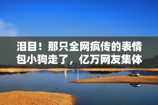 泪目！那只全网疯传的表情包小狗走了，亿万网友集体破防
