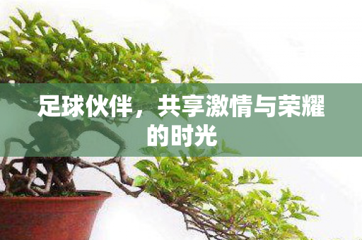 足球伙伴,共享激情与荣耀的时光 足球伙伴,共享激情与荣耀的时光