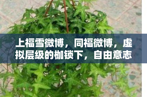 上福雪微博,同福微博,虚拟层级的枷锁下,自由意志与宿命悖论的灵魂震颤 上福雪微博,同福微博,虚拟层级的枷锁下,自由意志与宿命悖论的灵魂震颤